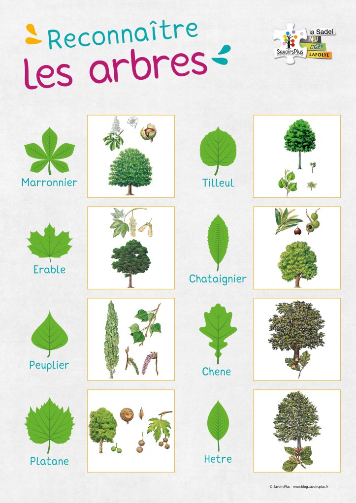 Reconnaitre les arbres_Savoirs plus