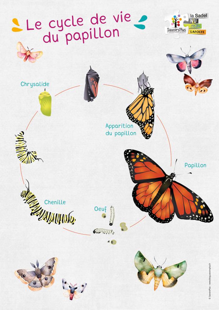 Cycle de vie du papillon_Savoirs plus.jpg