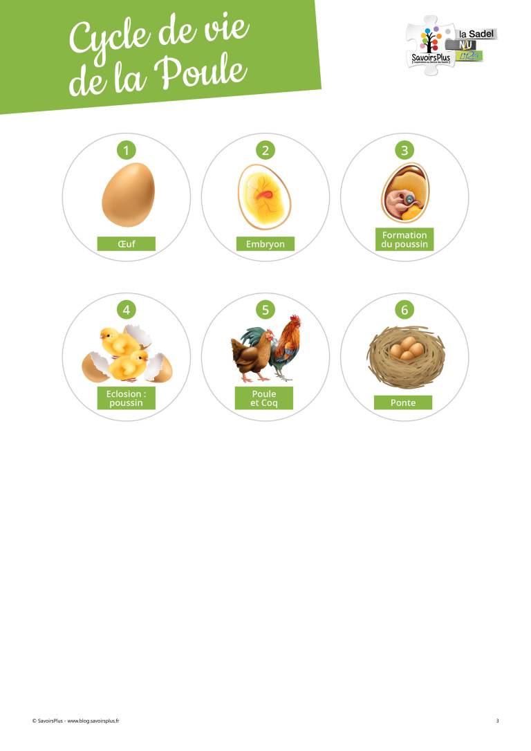 Téléchargement – Cycle de vie de la poule – Le blog SavoirsPlus