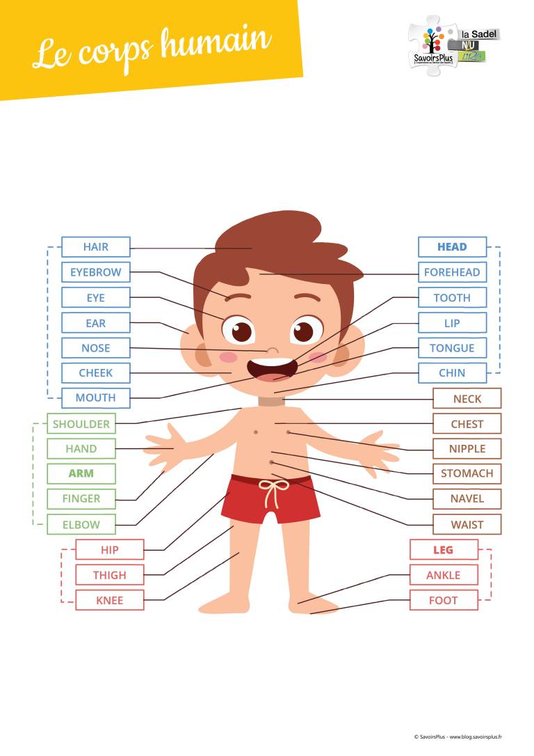Téléchargement Le corps humain (en anglais) Le blog SavoirsPlus — free download
