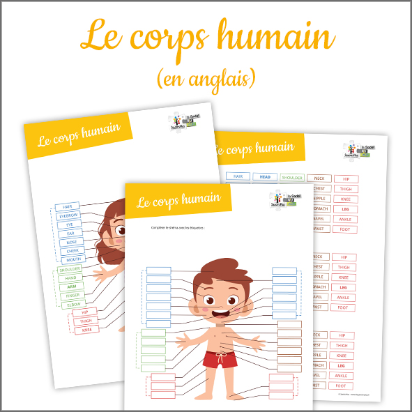 Téléchargement Le corps humain (en anglais) Le blog SavoirsPlus — free download